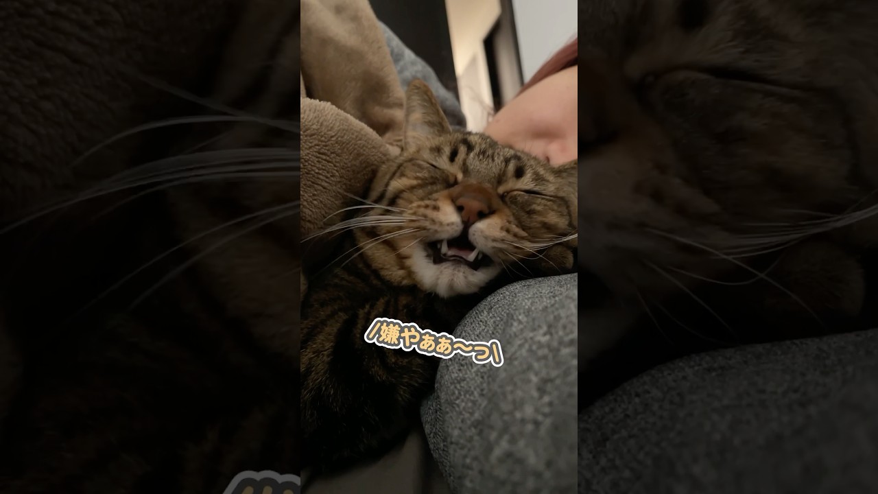 「まだ起きたくないぃ…」と、ママの腕に必死にしがみついて離れない猫