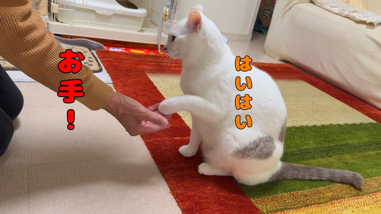 ご飯のためならお手もオカワリもこなす弟猫が可愛いすぎる