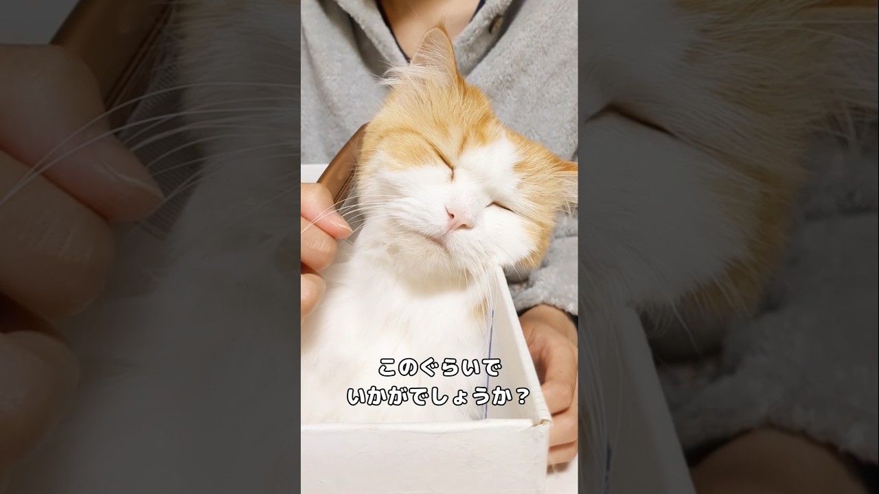 猫のブラッシングって大変ですよね笑 #cat #サイベリアン #サイベリアン
