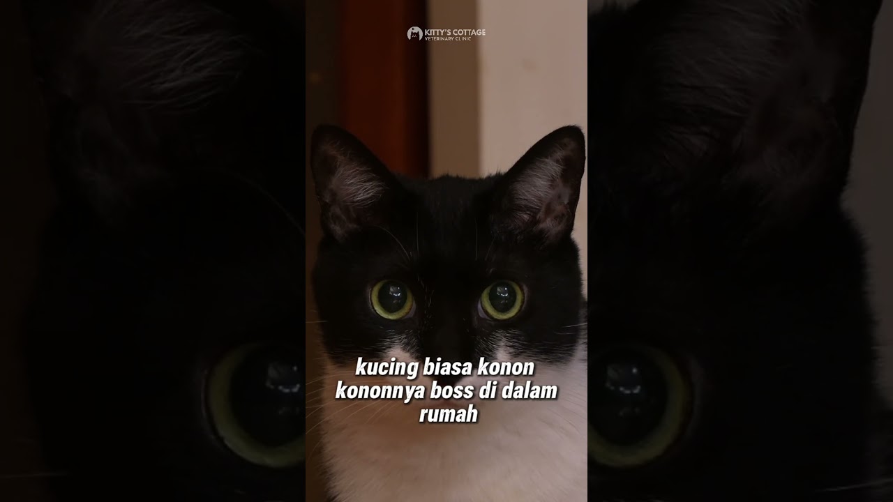 Fakta tentang Tuxedo Cat. #kitty #tuxedocat #kucingtuxedo #kucing #cat