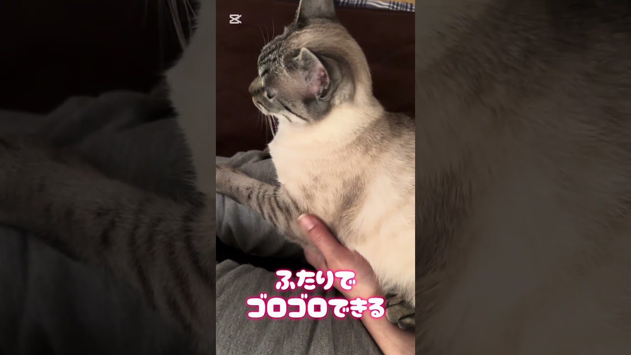 日曜日の朝のRUMちゃん。 #シャムトラ #シャムトラミックス