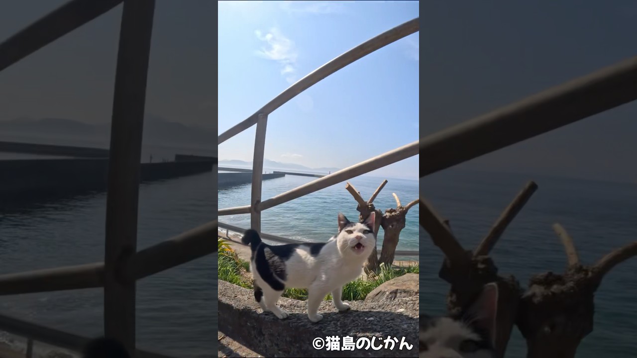 登ってきて甘えゴロン。 #shorts #猫 #cat #cats