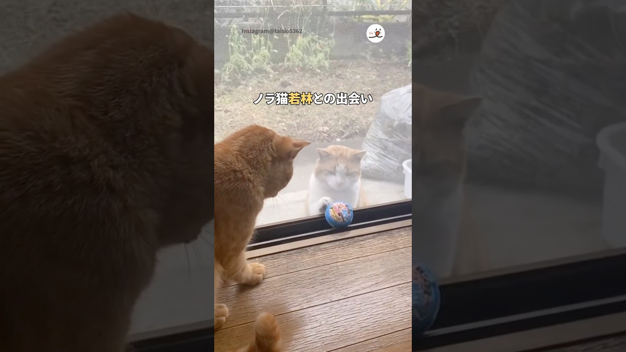 ノラ猫と家猫がゼロ距離に｜PECO #shorts