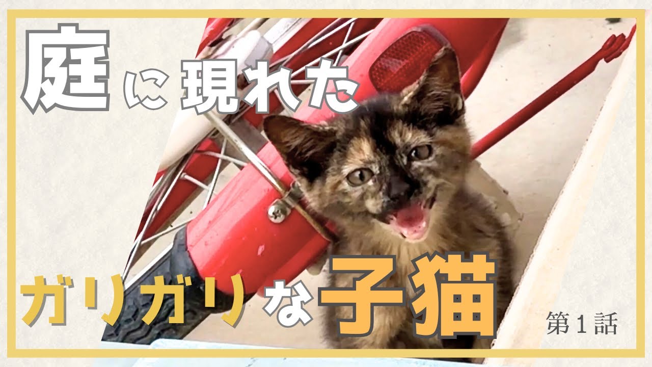 突然庭に現れたやせっぽちの子猫…そっと見守ることしかできない日々　#1