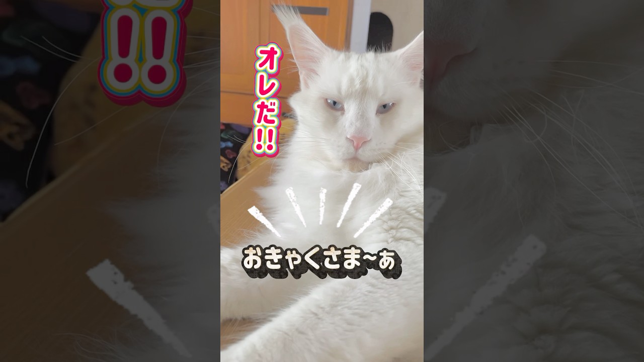 20036番号札は俺だ#shorts #メインクーン #おもしろい