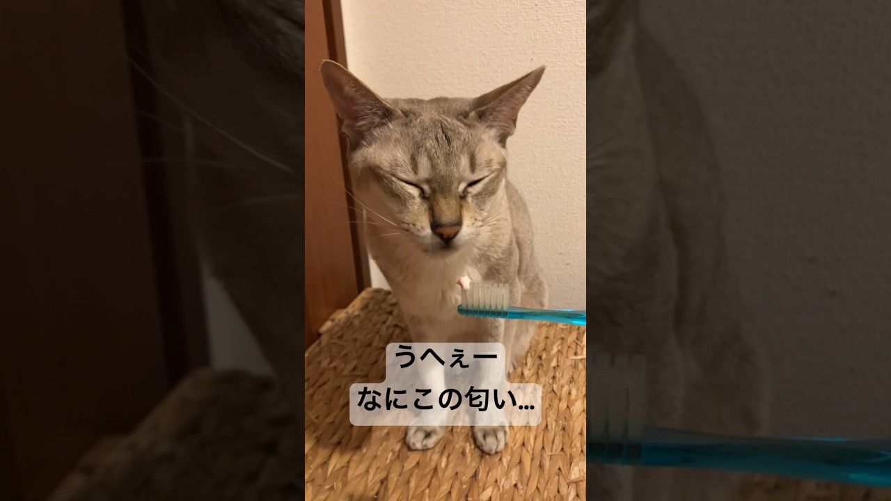 歯磨き粉の匂いは苦手な様子のシンガプーラ