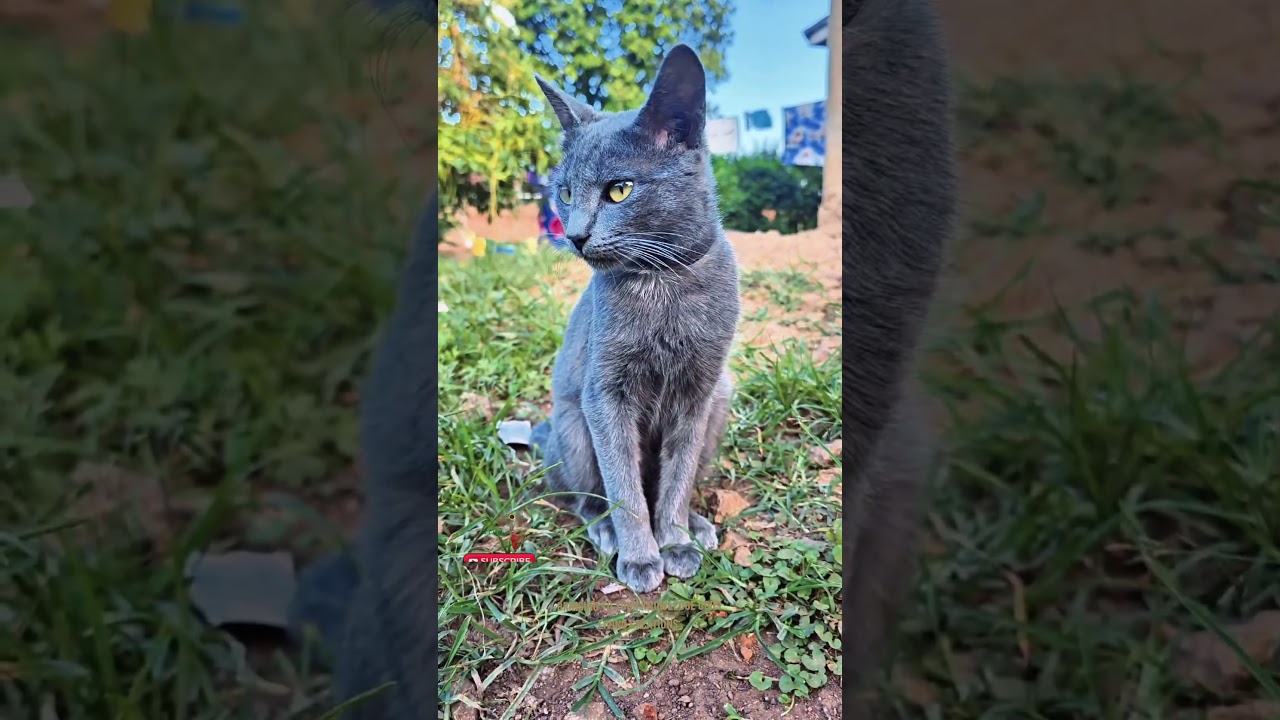 GLC CATS @Godslivingcreatures @discovery @natgeo #cat #kitten #fyp