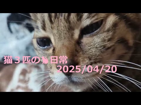 2025/04/20 猫３匹の🐈日常😊  #ねこ #cat #猫 #बिल्ली #キジトラ #マンチカン #アビシニアン #短足マンチカン #短足 #cute #abyssinian
