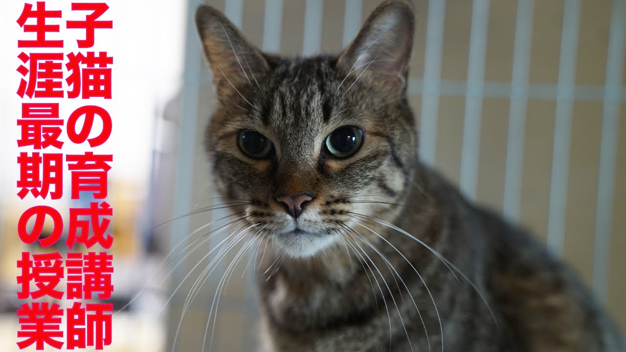 次男坊猫、出遅れ子猫に生涯最期の授業を行う My second-cat's last lecture