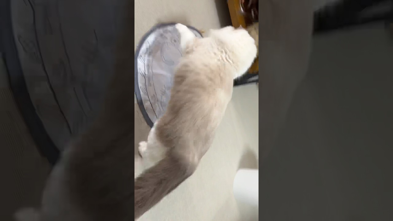 猫壱さんのおもちゃを買いました！ #funny #pets #cat #猫 #ベル #ラグドール #shorts