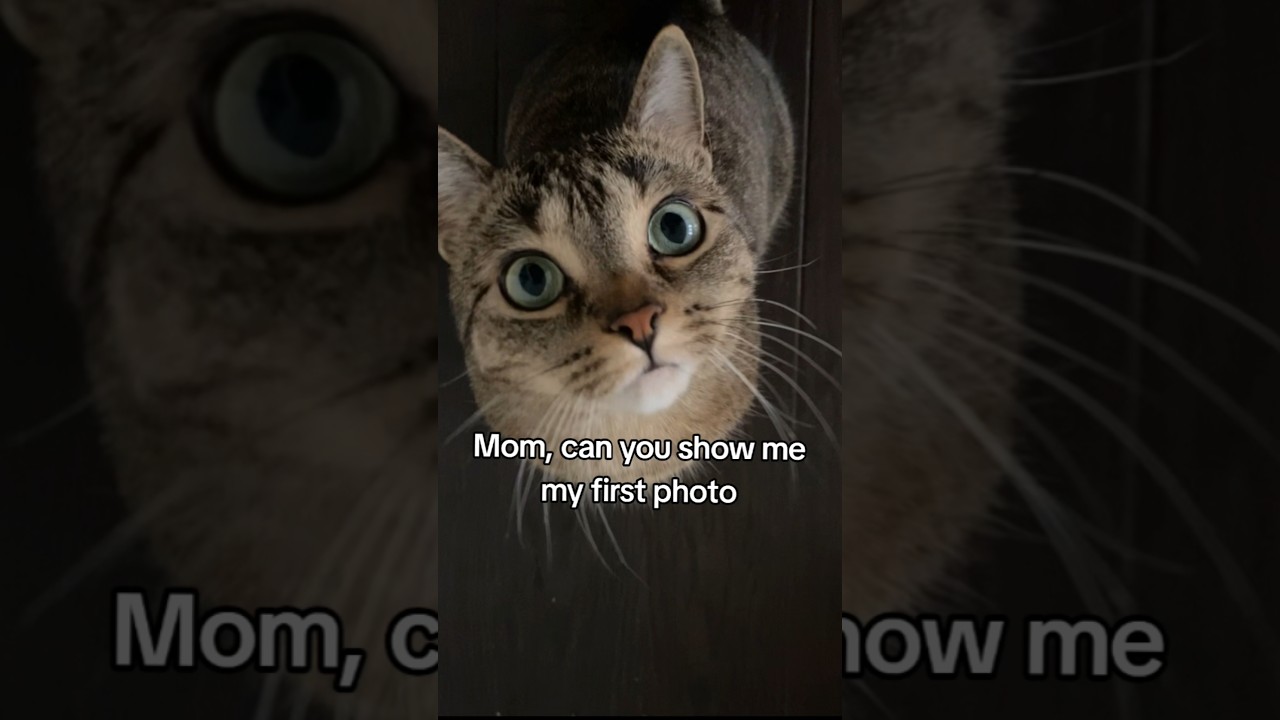 I am not crying you are #shorts #cat #catlover #cute #catshorts #viral #kitten