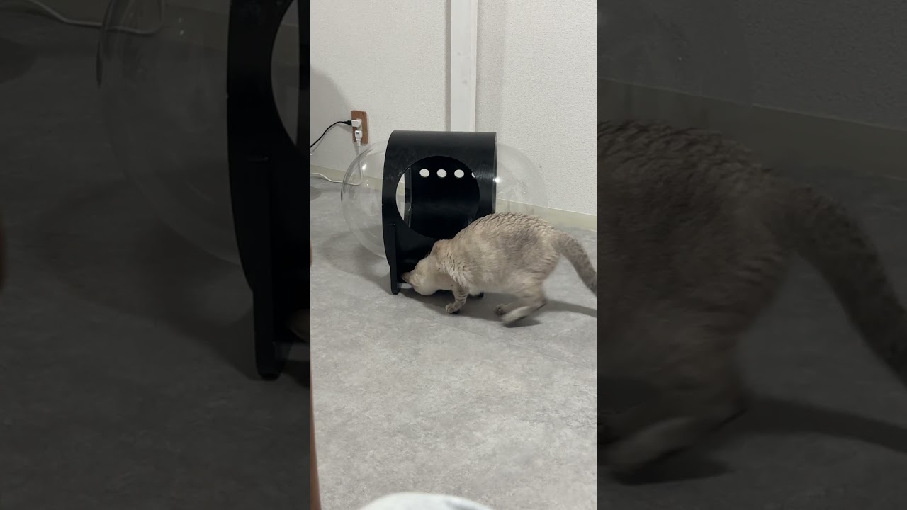 また回って遊んでる笑　#シャムトラ #元保護猫 #シャムミックス  #cat #猫耳 #kitten  #猫耳 #siamesemix