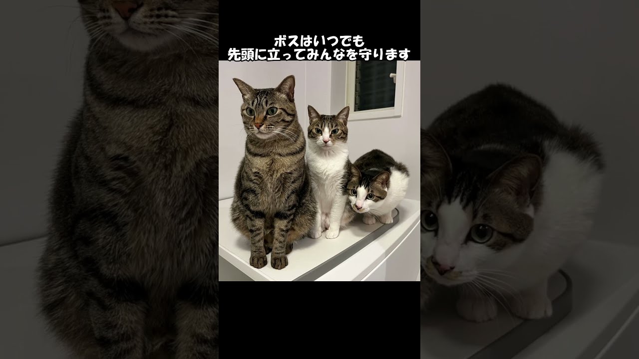 【魚屋と猫】ボス猫は常に子分の前に立つ！ #保護猫 #おもしろ #ねこ #衝撃の事実