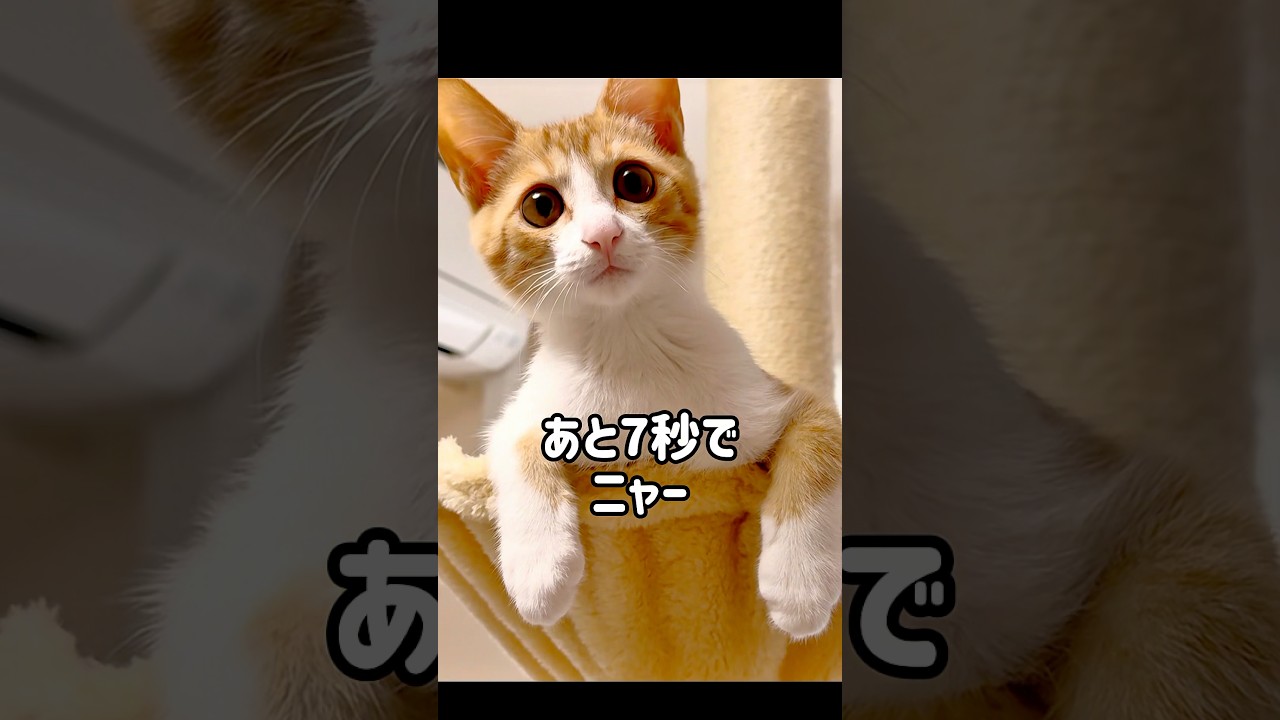 あと7秒で可愛くニャーと鳴く子猫！#ねこ #猫 #子猫 #茶白猫 #保護猫 #茶トラ白 #cutecat #Kitty #cat #猫好きさんと繋がりたい
