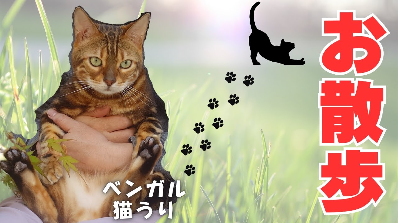 【ベンガル猫うりくんの散歩動画】良く晴れた暖かい日に、僕は植物たちを探しに行くんだ☆彡澄んだ空気と明るい陽射し、ねこのうりくんは心が躍ってしまう。