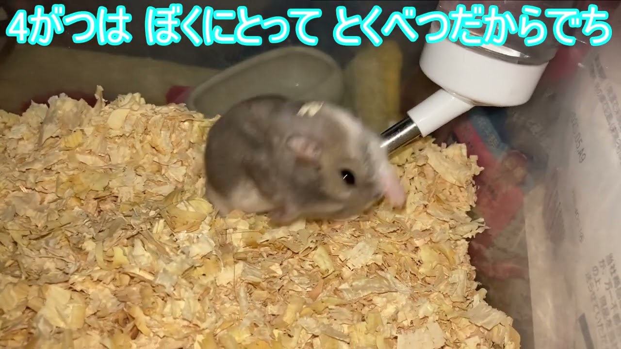 【ハムスター】キレイキレイして お水に 近づく まりんちゃん～ジャンガリアンハムスター～