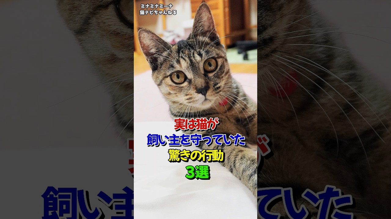実は猫が飼い主を守っていた驚きの行動３選 #保護猫 #猫の行動 #ねこ