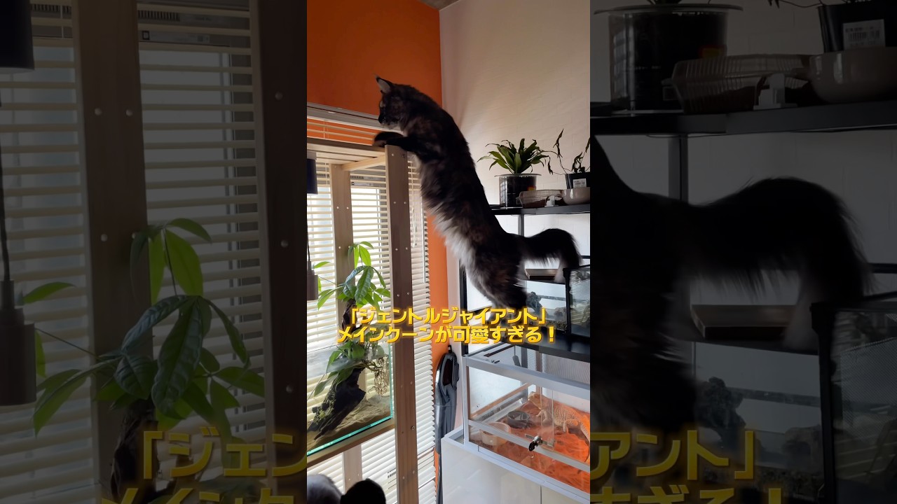 メインクーンがジェントルジャイアントと呼ばれる理由に納得