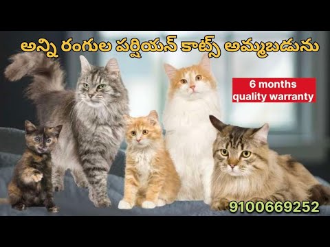 Colourful persian cats for sale..!