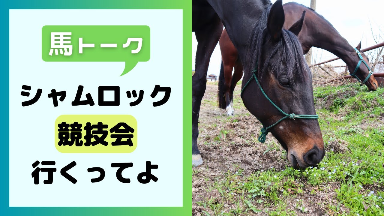 シャムロック、競技会行くってよ【馬トーク】