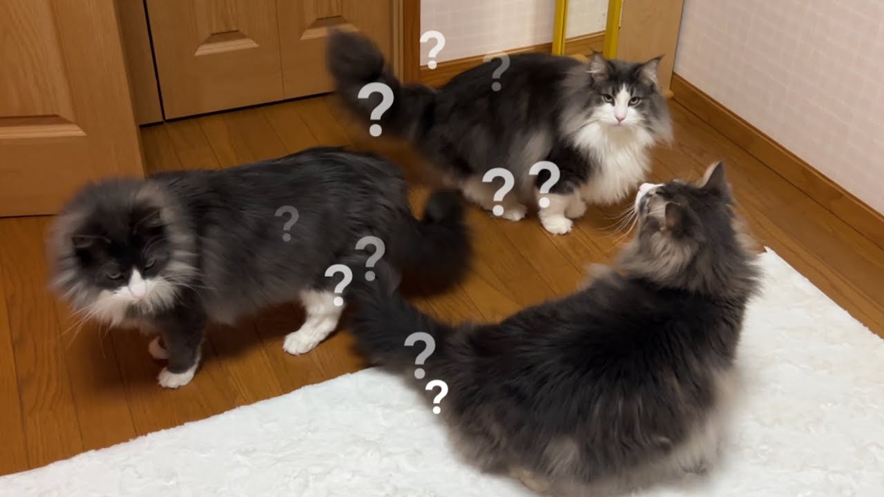 【捜索⁉︎】のんびり過ごしていたのに、突然何かを探し始めたもふ猫たち！！ノルウェージャンフォレストキャットとターキッシュアンゴラ♡