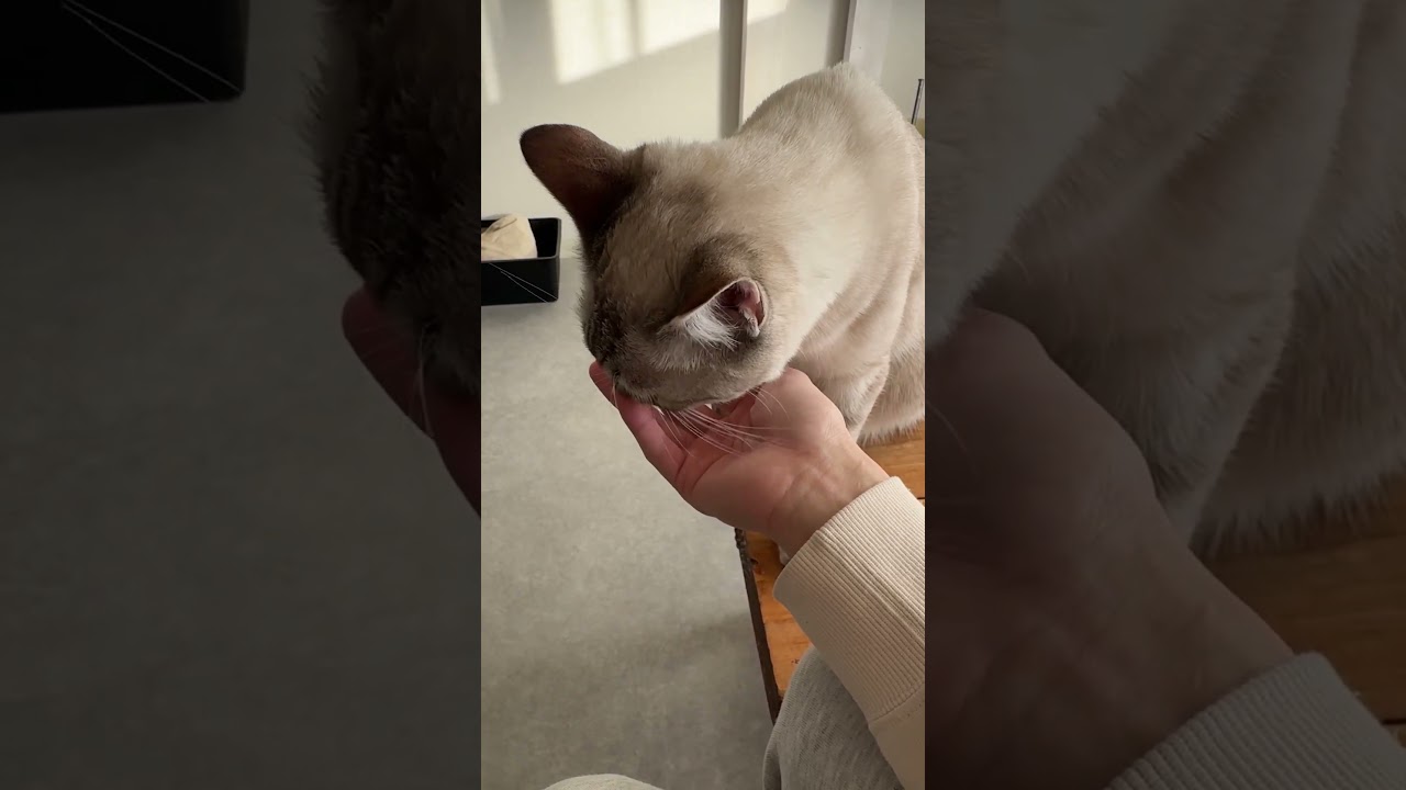 温泉帰りにくんくんされました！　#シャムトラ #元保護猫 #シャムミックス  #cat #猫耳 #kitten  #猫耳 #siamesemix