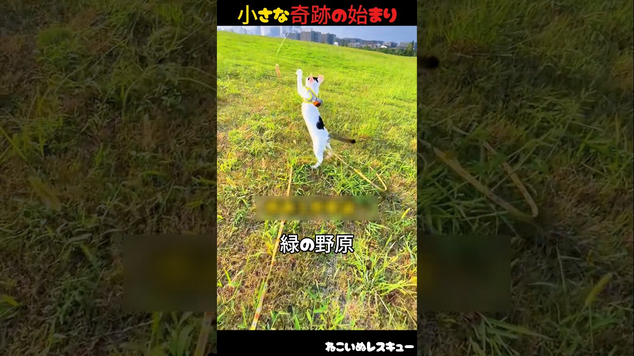 小さな猫たちの奇跡の旅