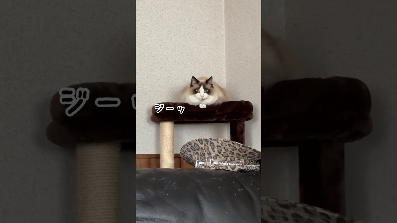 無言の圧力　#猫 #cat #ラグドール