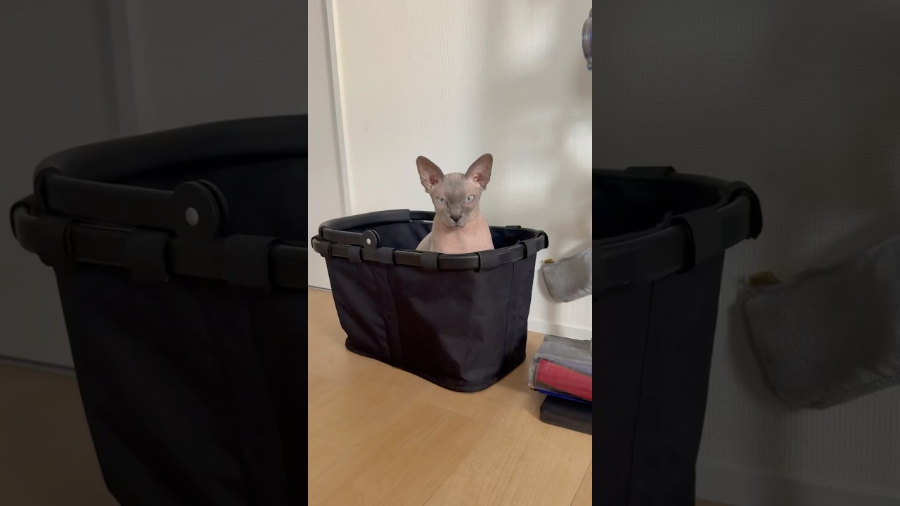 カゴの中が大好きな毛のない猫【スフィンクス】