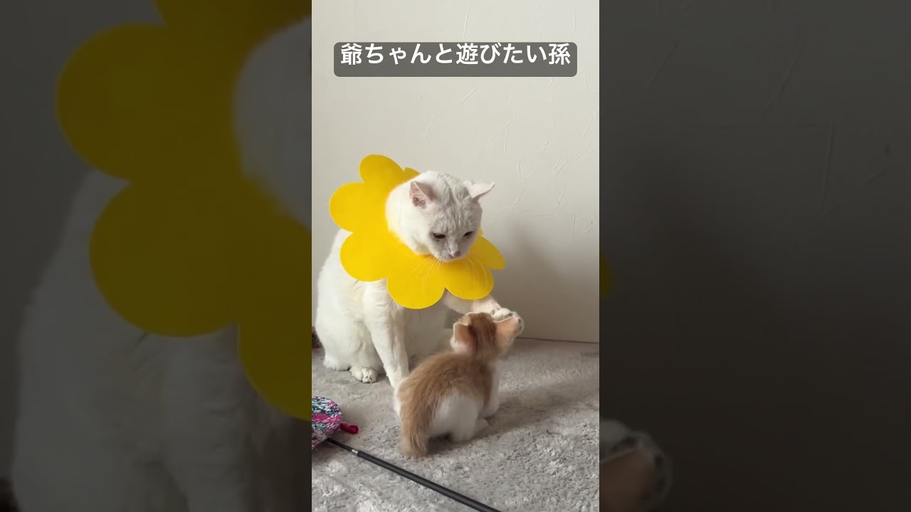 じいちゃんと遊びたい孫   #cat #kitten #猫 #子猫 #ねこ #こねこ #保護猫  #cute  #猫のいる暮らし #shorts