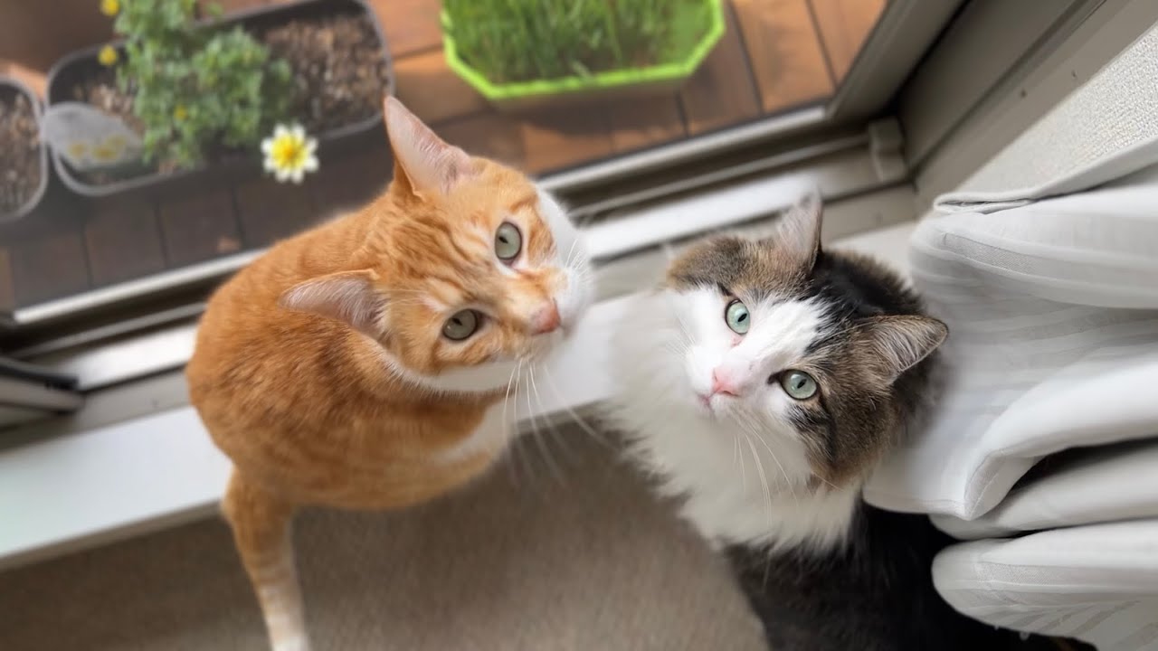 仕事の邪魔をしないだと…！？猫たちの奇跡の静寂