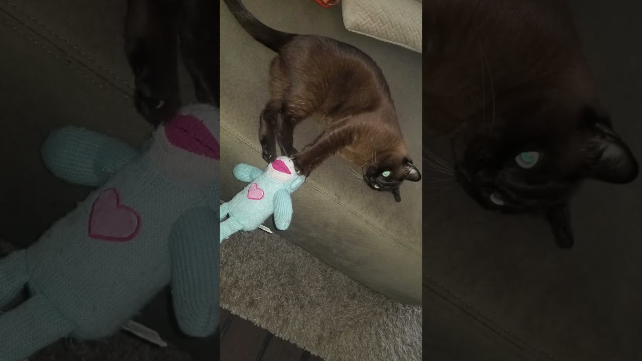 Monkey Loves Monkey! A Burmese Cat's Best Friend  #cats #funnycats #cat #burmesecat #pethumor