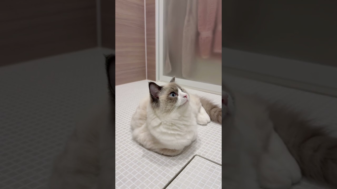お風呂大好きストーカー猫🐱（ちゃんと水は嫌い）#ラグドール #ブルーポイントバイカラー#ラガマフィン #子猫 #猫#黒猫 #ragdoll #ragamuffin #cat #blackcat