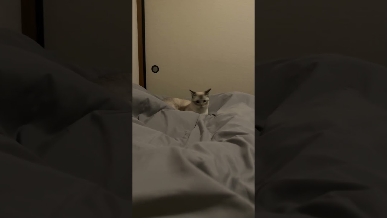 真夜中のどっち遊び⁉︎　#シャムトラ #元保護猫 #シャムミックス  #cat #猫耳 #kitten  #猫耳 #siamesemix