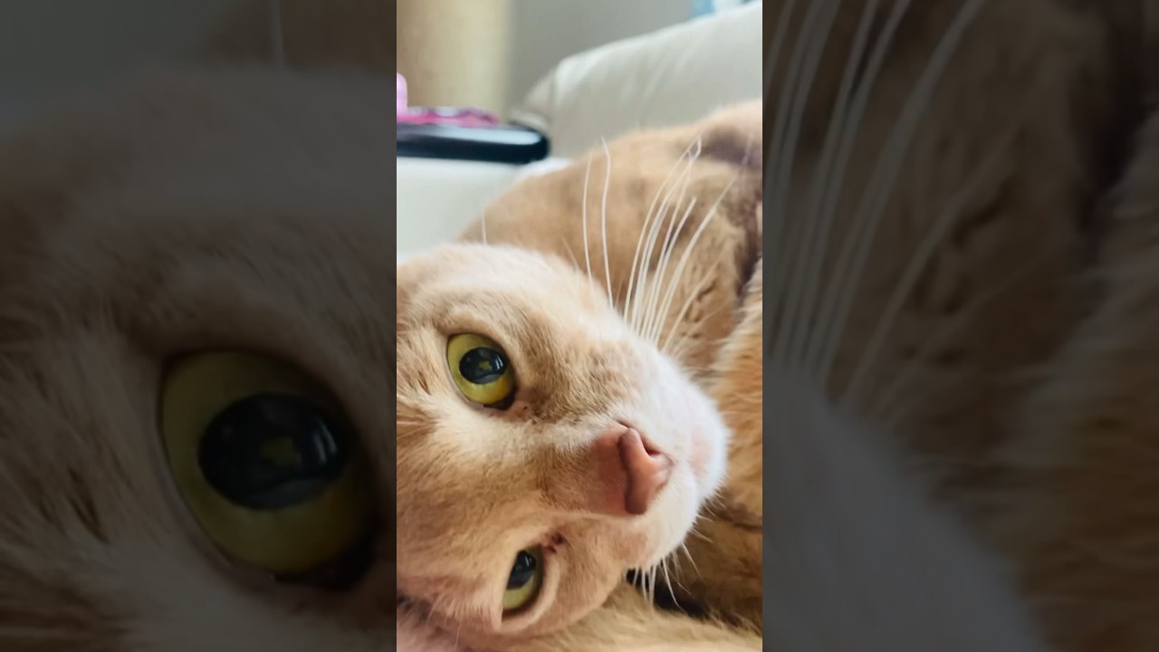 にゃんもないとっ#猫#いぶりん#アビシニアン#フォーン#アンモナイト#にゃんもないと#cat#abyssinian#fawn#ammonite