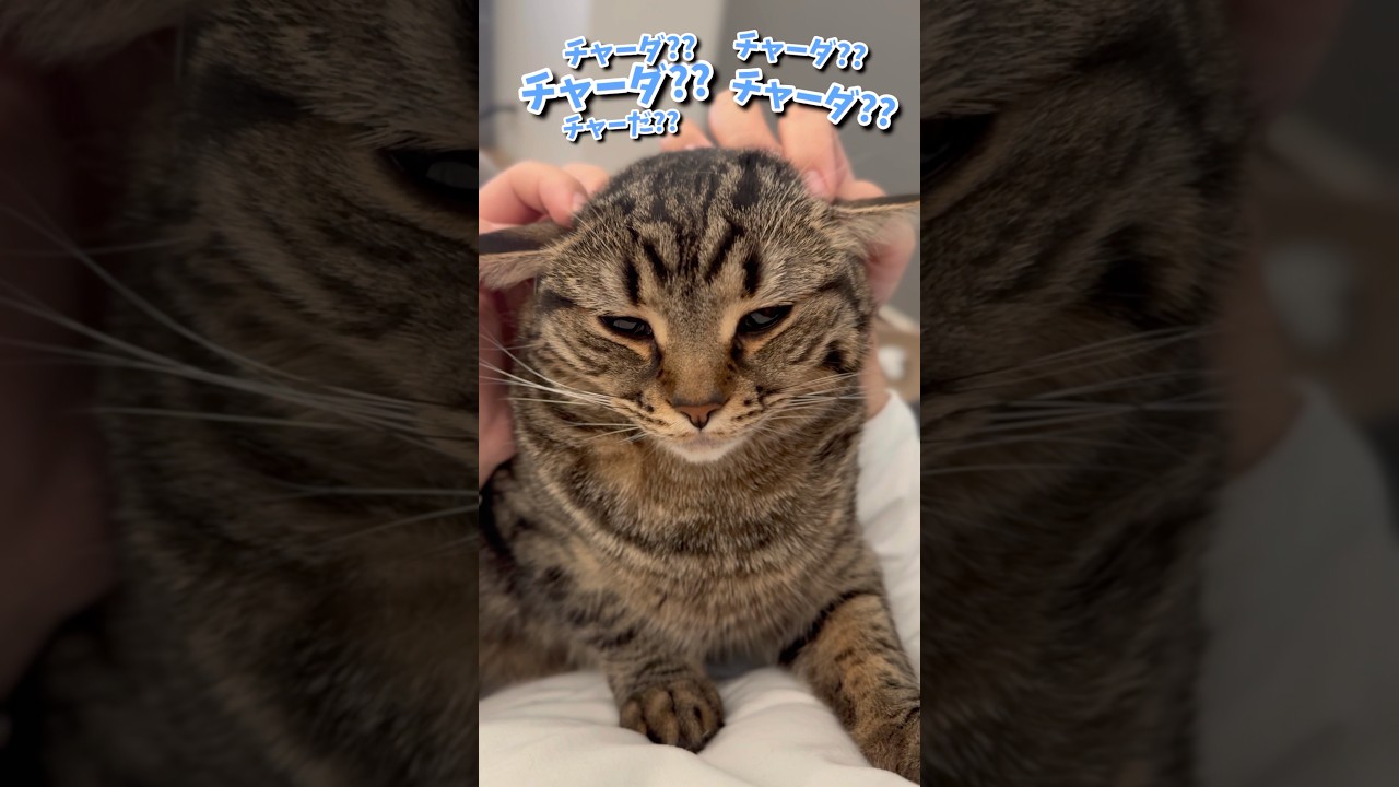 スコティッシュのフォースが可愛すぎて無理www #shorts #猫 #cat