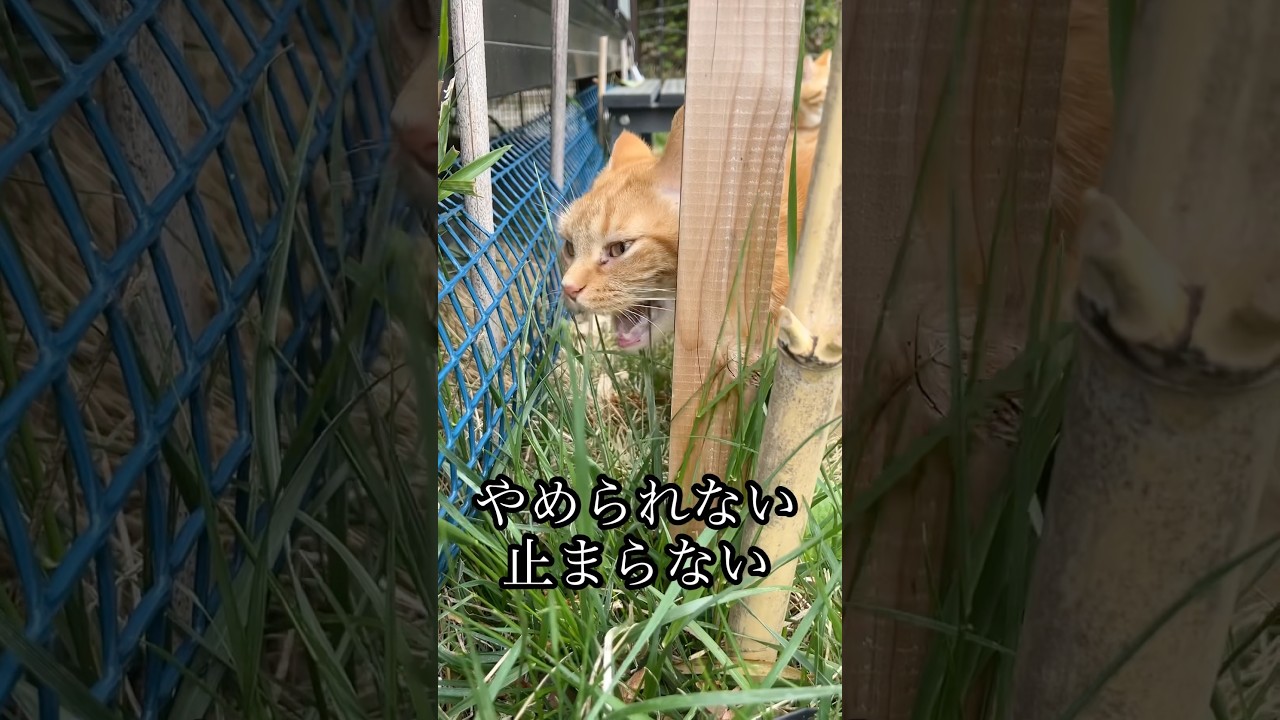 やめられない 止まらない 猫草 バイキング 散歩 猫 cat アメショ