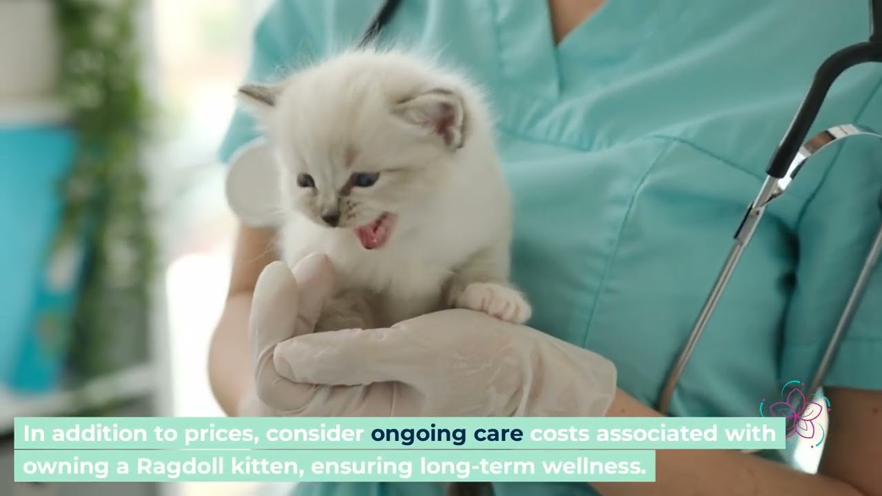 Ragdoll Kittens: Price Guide and Tips for Finding Your Perfect F