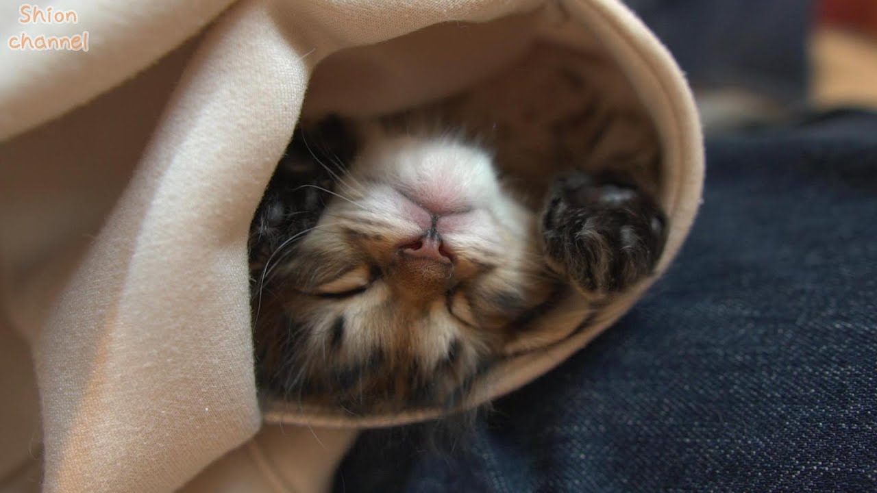 【生後37日】ミルクを飲んでポケットの中で寝てしまう子猫たち