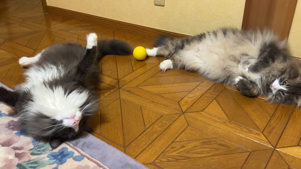 【ゴロゴロ】やる気のないニャンズがサッカーをするとこうなったwwwノルウェージャンフォレストキャットとターキッシュアンゴラ♡