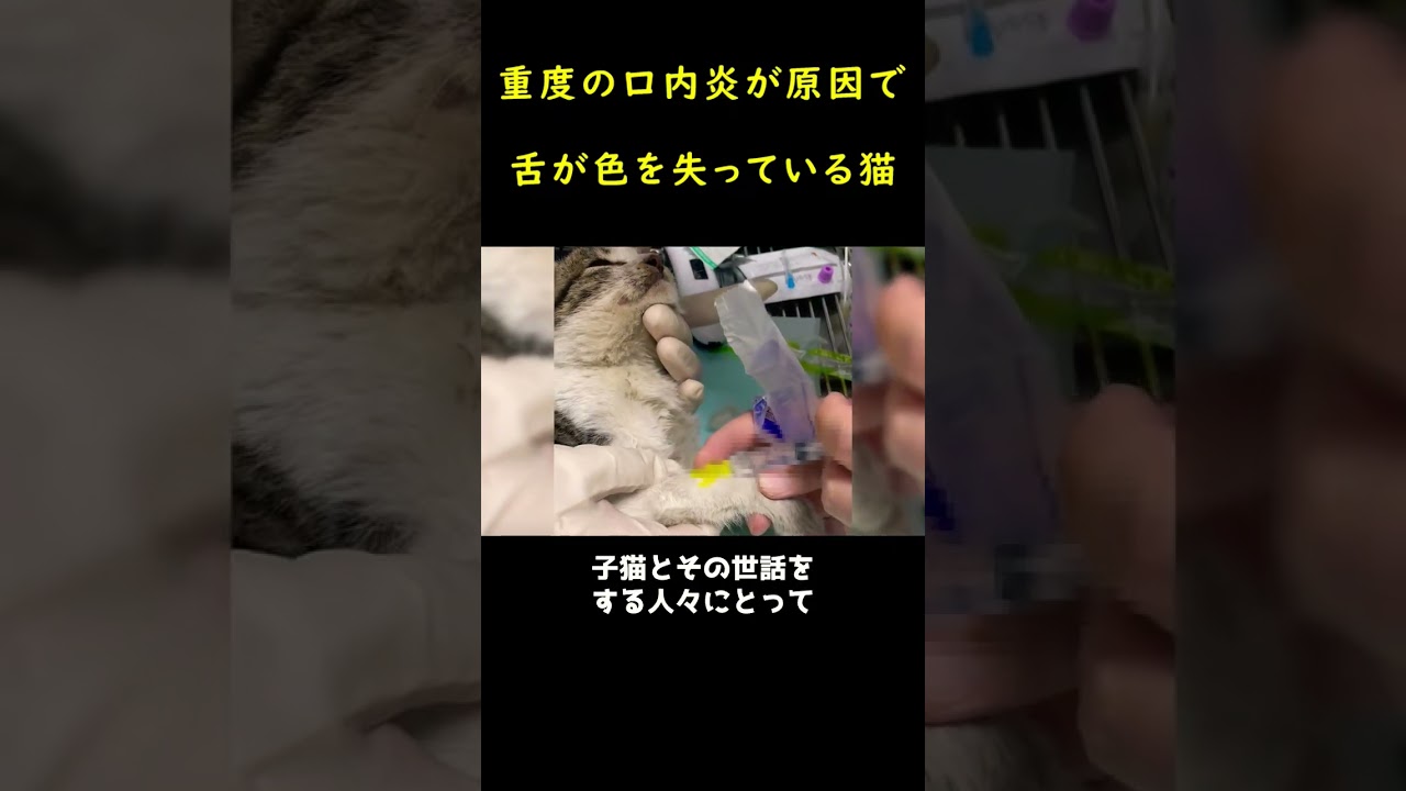痩せ細った奇妙な子猫！