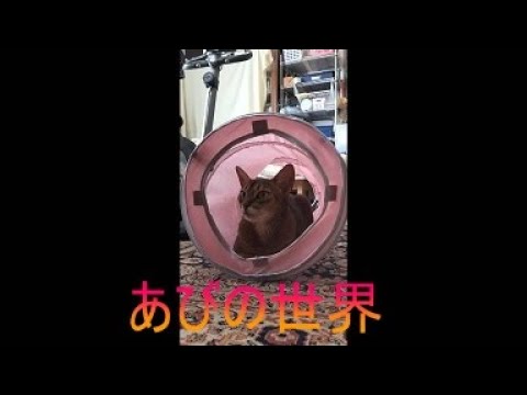 ネコ動画あび＃4749　あびの毎日　アビシニアン　あび
