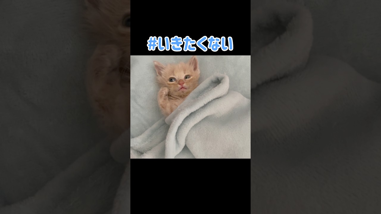 おふとんで寝るこねこに「行ってきます」と伝えた結果…。