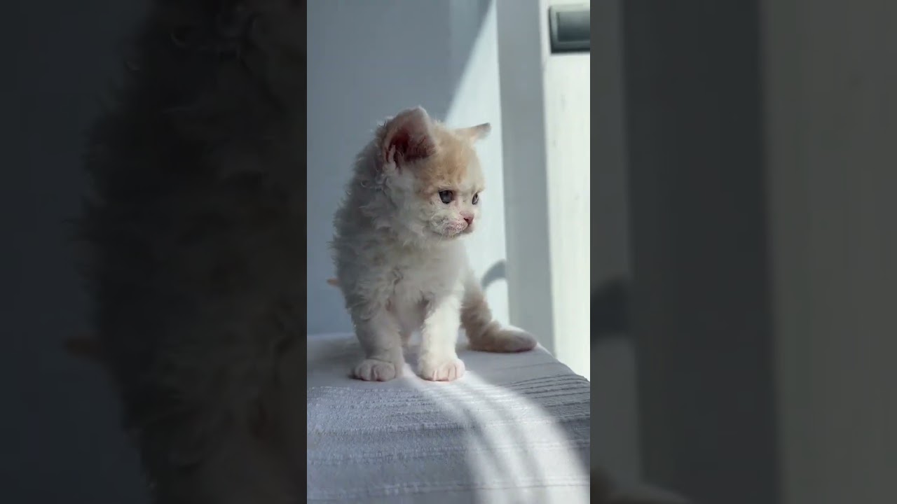 Bob Selkirk Rex Male