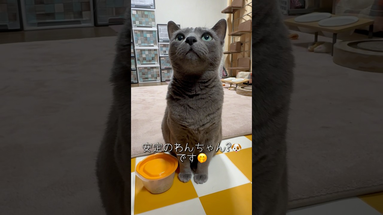 【ロシアンブルー】めろんカリカリ歯に挟まる、、おねだりわんわんはいつも通り🤗【猫】#shorts