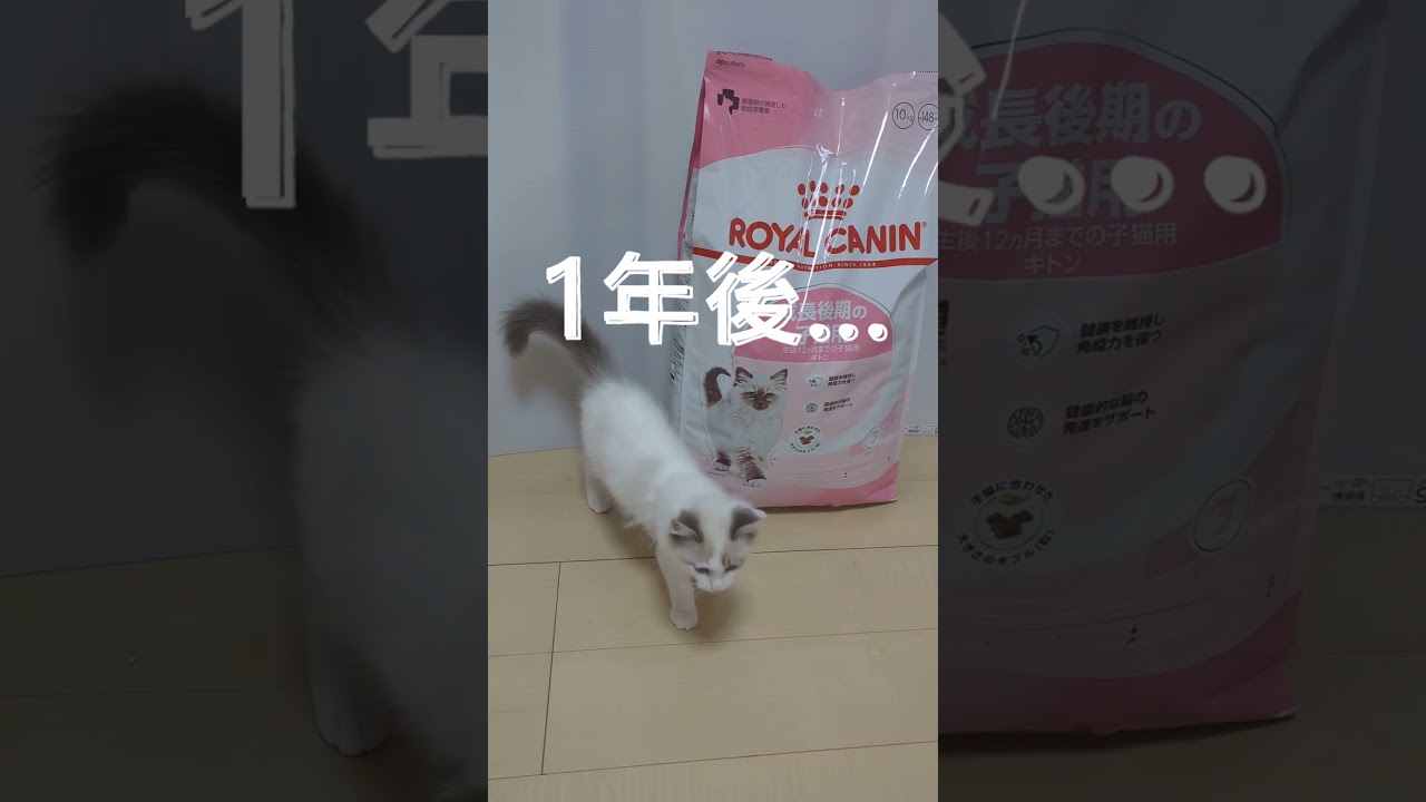 ロイヤルカナンを食べ続けて1年後の姿がこちら#ねこ #ラグドール #ブルーポイントバイカラー#ハチワレ  #cat #ragdoll #おもしろ #ROYAL CANIN #ロイヤルカナン