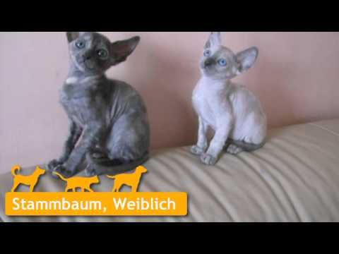 Cornish Rex in Frankfurt