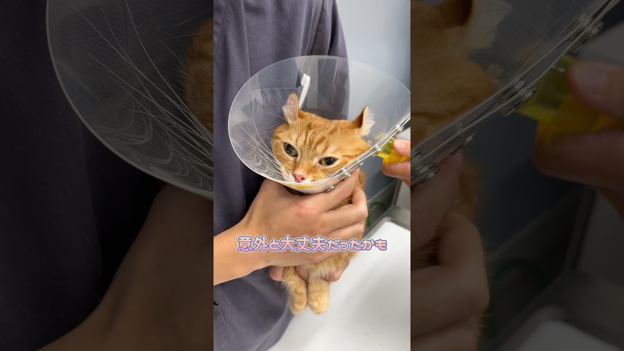 点滴に文句を言うも意外と大丈夫だったキンカロー