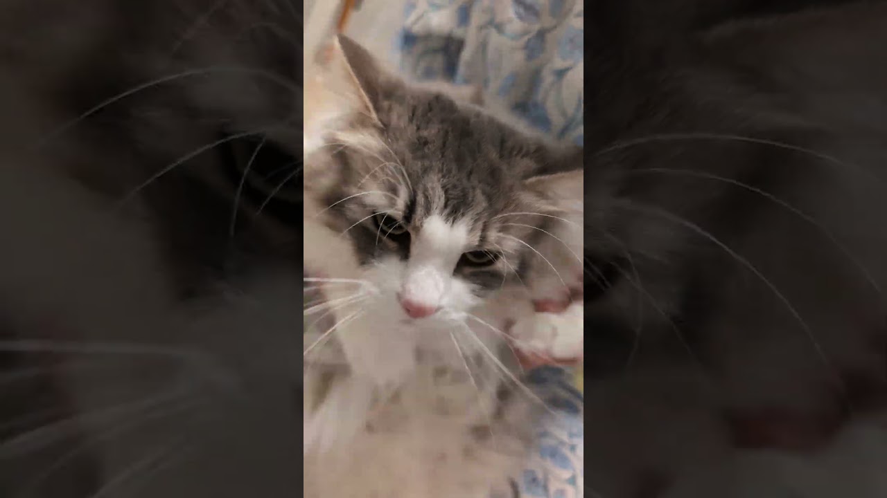 今日ビジュいいじゃん大型猫 #ノルウェージャンフォレストキャット