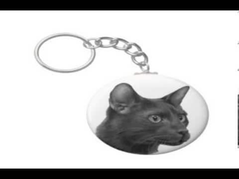 havana brown cat price